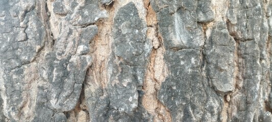 Obraz premium Tree Bark Texture: A detailed close-up reveals the rough, textured surface of tree bark, displaying its natural beauty and intricate patterns. 