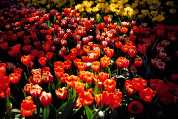 Beautiful tulips in the selected cool season dome using cool waste from the regasification process at its liquefied natural gas (LNG) receiving terminal in Rayong. FLORA EXHIBITION HALL ,Thailand