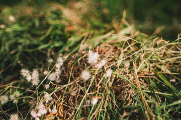 Caption: A close-up, low-angle shot of a patch of wild grass and small white fluffy flowers, with a blurred foreground and background