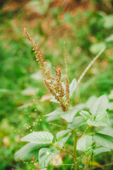 A single, leafy plant with a tall, thin stalk of small brown flowers stands