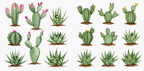 A beautiful collection of watercolor illustrations featuring various types of cacti and succulents with colorful flowers on a transparent background. © studio