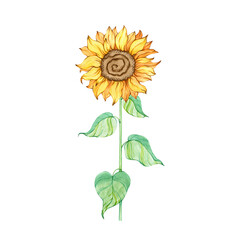 Sunflower flower with stem and leaves, plant single isolated object on white. Hand drawn watercolor illustration. Summer yellow botanical art. Clip art for fashion design, postcard
