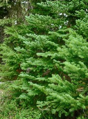 Green subalpine fir branches growing densely within Mount Rainier National Park's verdant forest landscape