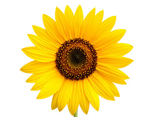 Fototapeta premium Bright Yellow Sunflower with Seeds, Front View, Isolated on White Background PNG