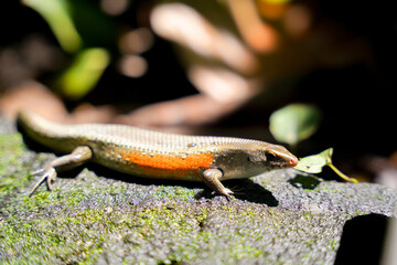 lizard on a rock