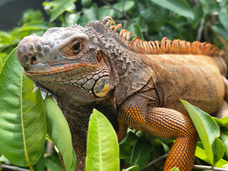 Orange iguana is sunbathing on a green leafy tree trunk, in the morning, with a natural blurred background.	