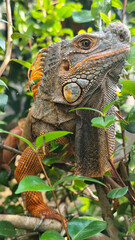 Orange iguana is sunbathing on a green leafy tree trunk, in the morning, with a natural blurred background.	