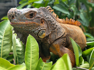Orange iguana is sunbathing on a green leafy tree trunk, in the morning, with a natural blurred background.	