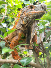 Orange iguana is sunbathing on a green leafy tree trunk, in the morning, with a natural blurred background.	
