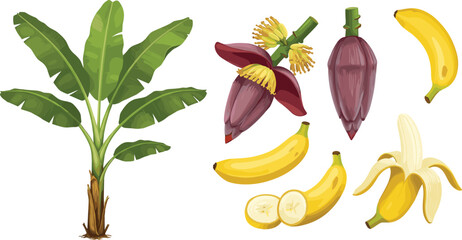 Banana plant with leaves, banana flower, ripe bananas, peeled banana, tropical fruit illustration, agriculture, botanical, food concept © MDALRAFIN