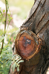 tree trunk with a cut branch, you can see the honey from the wood coming out of his arm.