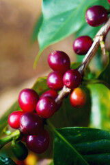 Vertical Horizon Ripe Red coffee bean berry plant fresh seed coffee tree growth green eco organic farm. Vertical red ripe seed robusta arabica berries harvest coffee garden. Fresh green coffee bean
