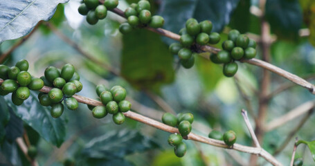 Banner Green coffee bean berry plant with sunlight. Panorama Fresh raw seed coffee tree growth in eco organic farm morning time. Close up Green seed berries arabica coffee garden with copy space