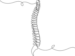human chest bones outline illustration. Continuous line drawing of human chest part skeleton