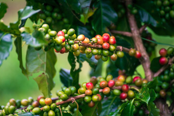 Ripe Red coffee bean berry plant fresh seed coffee tree growth in green eco organic farm. Close up red ripe seed robusta arabica berries harvest for  coffee garden. Fresh coffee bean green leaf bush