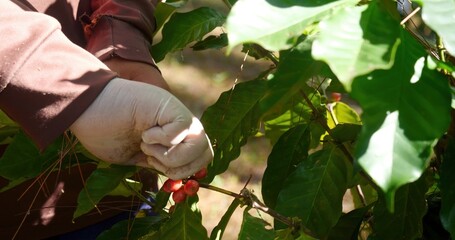 Close up hands harvest red seed in basket robusta arabica plant farm. Coffee plant farm woman Hands harvest raw coffee beans. Ripe Red berries plant fresh seed coffee tree growth in green eco farm