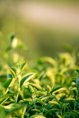 Vertical Green tea tree leaves field Fresh young tender bud herbal in farm on summer morning. Sunlight Green tea tree camellia sinensis in organic farm. Vertical Tree tea plant green nature farmland