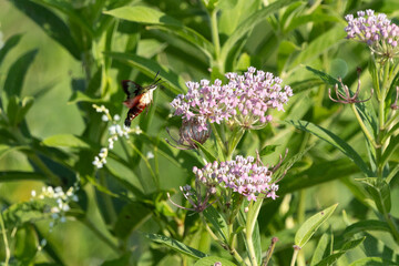 Hummingbird moth on milkweed