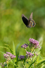 Black swallowtail butterfly in flight