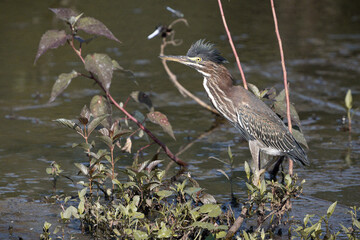 Green heron with feathers raised