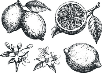 Sketch of lemons and blossoms on branches with a sliced lemon