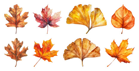 PNG Colorful autumn leaves illustration, element set on transparent background