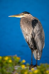 Blue heron close-up portrait