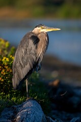 Majestic heron on a log in serene nature.