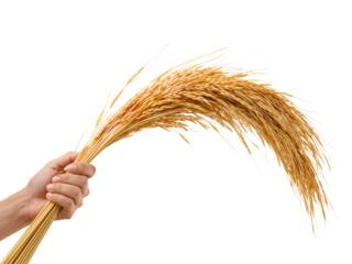 Human hand firmly holds a bundle of ripe paddy rice ears against transparent void