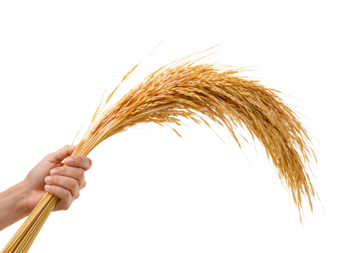 Human hand firmly holds a bundle of ripe paddy rice ears against transparent void