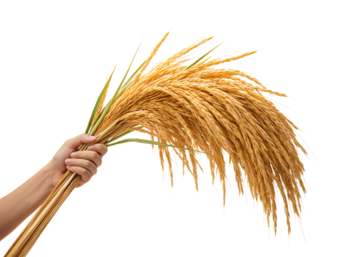 A farmer holding a bundle of mature golden paddy rice against isolated transparent background