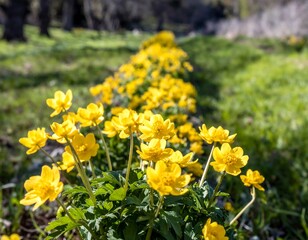 A vibrant display of bright yellow flowers arranged in a linear pattern across a grassy field.