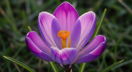 Vibrant Purple Crocus Blossom: Close-Up Macro Photography of Spring Flower