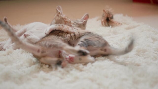 Cute kittens at 30 days old on a white carpet.