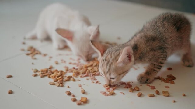 Cute kittens at 30 days old on a white carpet.