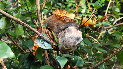 Orange iguana is sunbathing on a green leafy tree trunk, in the morning, with a natural blurred background.	