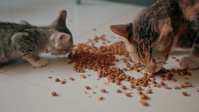 Cute kittens at 30 days old on a white carpet.