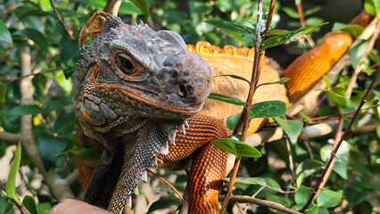 Orange iguana is sunbathing on a green leafy tree trunk, in the morning, with a natural blurred background.	