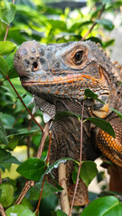 Orange iguana is sunbathing on a green leafy tree trunk, in the morning, with a natural blurred background.	