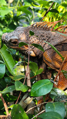 Orange iguana is sunbathing on a green leafy tree trunk, in the morning, with a natural blurred background.	