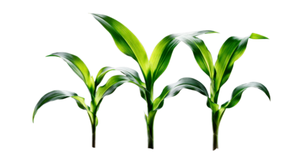 Three young green corn plants emerging from dark soil against a black background, cut out transparent