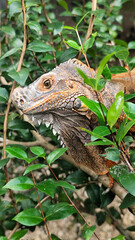 Orange iguana is sunbathing on a green leafy tree trunk, in the morning, with a natural blurred background.	