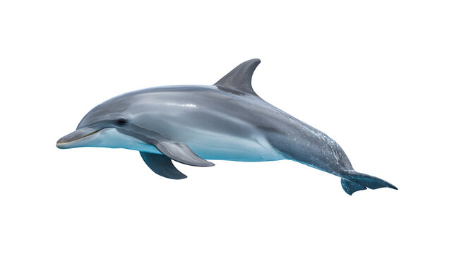 A dolphin swimming gracefully in the ocean

