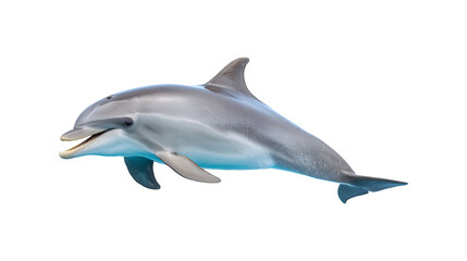 A dolphin swimming gracefully in the ocean

