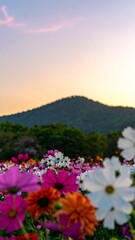 Fototapeta premium Mountain flowers sunset