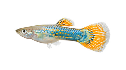 Fototapeta premium Colorful guppies swimming gracefully in a vibrant aquatic environment 