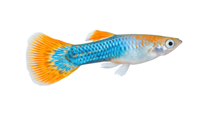 Colorful guppies swimming gracefully in a vibrant aquatic environment
