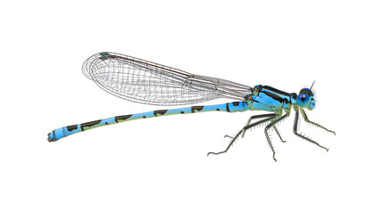 A delicate dragonfly species known for its slender body and striking coloration
