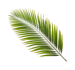 Obraz premium palm leaf on white background