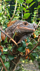 Orange iguana is sunbathing on a green leafy tree trunk, in the morning, with a natural blurred background.	